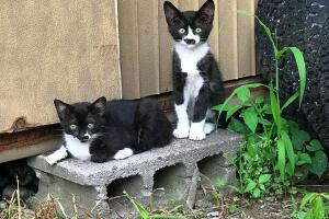 gato-manchas-gatos.jpg