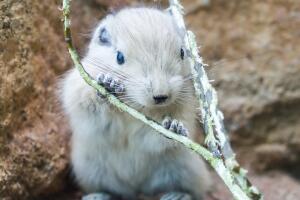 raros-animales-bebe_2.jpg