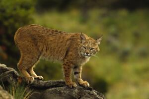 Bobcat 