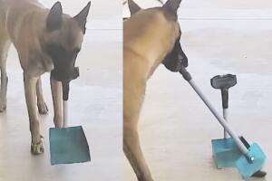 perrito_recoge_heces