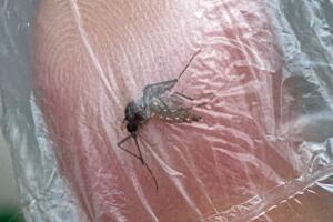 Declaración de emergencia aumento casos dengue Puerto Rico