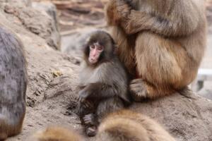 ¿Qué pasó con Punch?: Zoológico de Japón explica por qué el mono fue arrastrado por otros primates