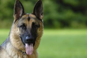 Close-up of German Shepherd against green background