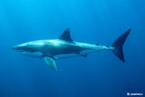 Tiburones /Tiburon2.jpeg