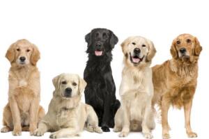 Cachorros abre
