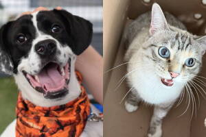 Cómo adoptar una mascota en la ciudad de Nueva York: proceso y tarifas.