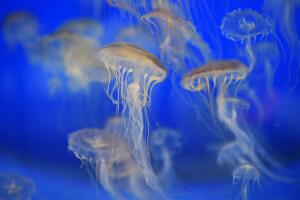 TOPSHOT-FRANCE-SEA-ANIMALS