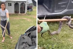 Nicole Graham de Texas saca una serpiente que se metió en un gallinero y luego en el motor de un auto
