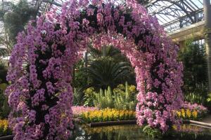 Orquídeas Longwood Gardens 1