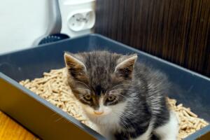 gato-enterrando-coco-0716-665x1000.jpg