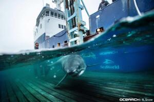 tiburones/tiburon6.jpeg