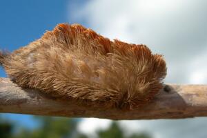La oruga de peluche habita árboles de cítricos, robles y olmos, siendo más común en Florida durante primavera y otoño.