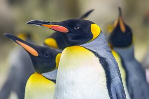 Close-up view of a King penguin