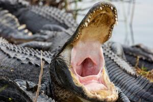 caiman ataca a mujer.jpg