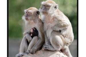 macacos Rhesus'