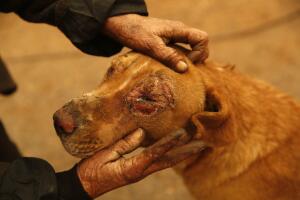 Animales fuego california