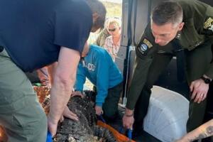 Caimán incautado en una casa en Nueva York