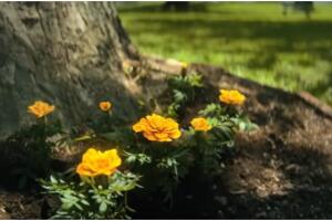 escena post credito.jpg