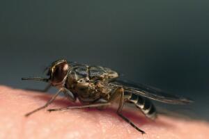 salud oms enfermedades