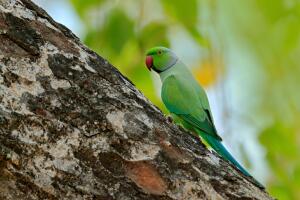 loros-drogadictos-india_2.jpg