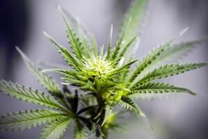 Marijuana Growth