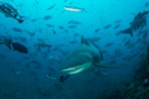 Bull Shark in Blue Water