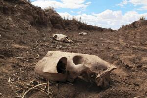 Caballos muertos en Arizona