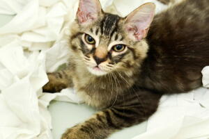 gato-papel.jpg