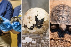 tortugas-galapagos (1).jpg