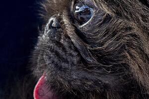 Worlds Ugliest Dog