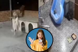 Perrito cae en alberca inflable tras ser empujado por su manada.