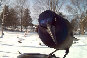 Grackle.jpg