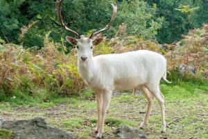 Ciervo blanco real.jpg
