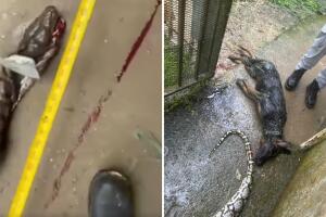 culebras en Naranjito, como una de 16 pies que devoró un perro, generan alarma.