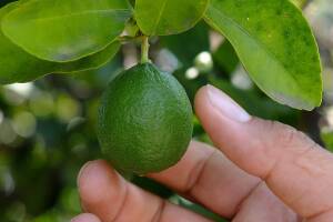 El Banco de Alimentos de St. Mary’s está aceptando donaciones de cítricos