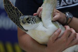 Regresan a su hábitat cinco tortugas de mar rescatadas en playas del sur de Florida