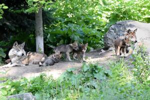 Lobos grises mexicanos