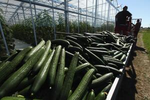 Farmers Fear Ruin Following EHEC Outbreak