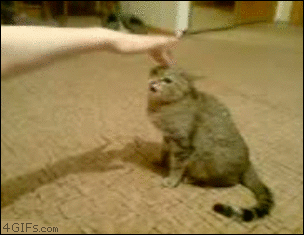 gato-7.gif