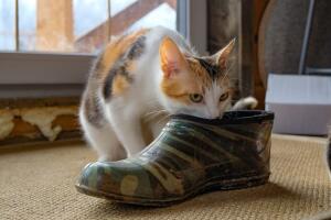 gato-oliendo-un-zapato.jpg