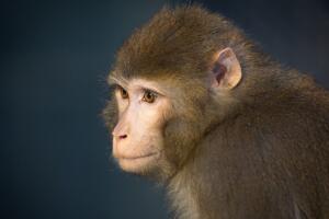 La FWC recuerda que los macacos rhesus no son una especie nativa de Florida.