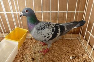palomas2.jpg