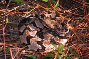 Serpientes/Timber Rattlesnake.jpg