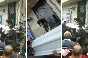 perrito-despidio-dueno-funeral-tiktok (2).png