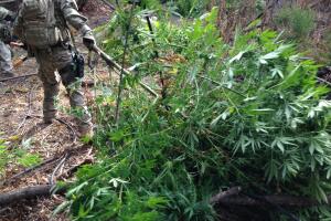 Plantíos de marihuana en Los Ángeles