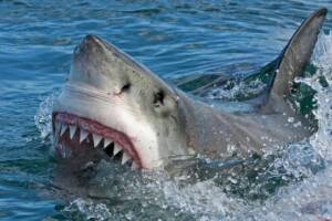 tiburon.jpg