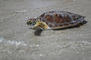 Regresan a su hábitat cinco tortugas de mar rescatadas en playas del sur de Florida