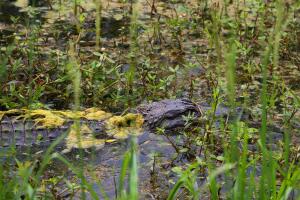 Brazos Bend, un parque que reune las especies más salvajes de Texas