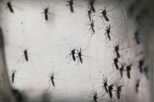 Mosquito del Zika