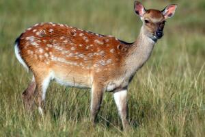 bambi-japones-animal-07-2016-1400-958.jpg